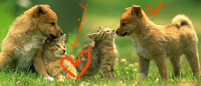 Love Animals